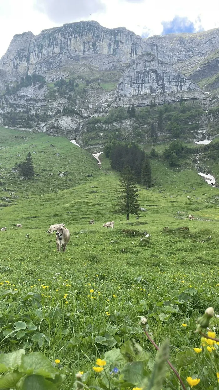 Cows camouflaged in a green mountainous meadow blending with the natural landscape and rocky cliffs behind.