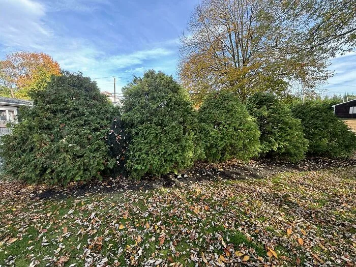 A perfectly camouflaged black cat hiding among green bushes in an autumn yard with scattered leaves.