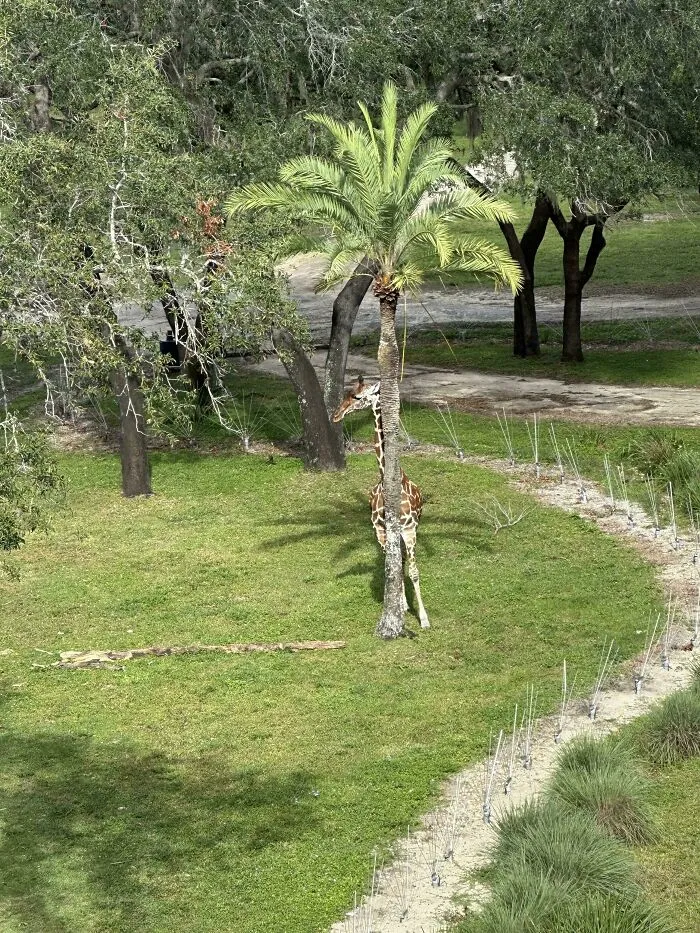 There Is A Giraffe In This Picture I Promise