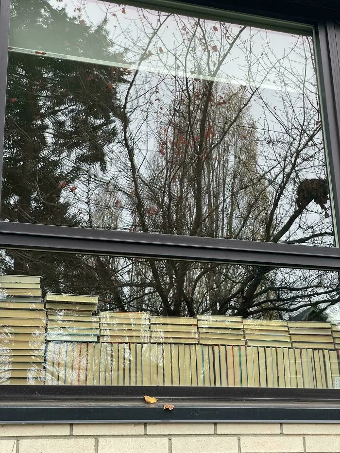 Window reflecting trees with a camouflaged bird blending in among branches in a perfect nature camouflage surprise.