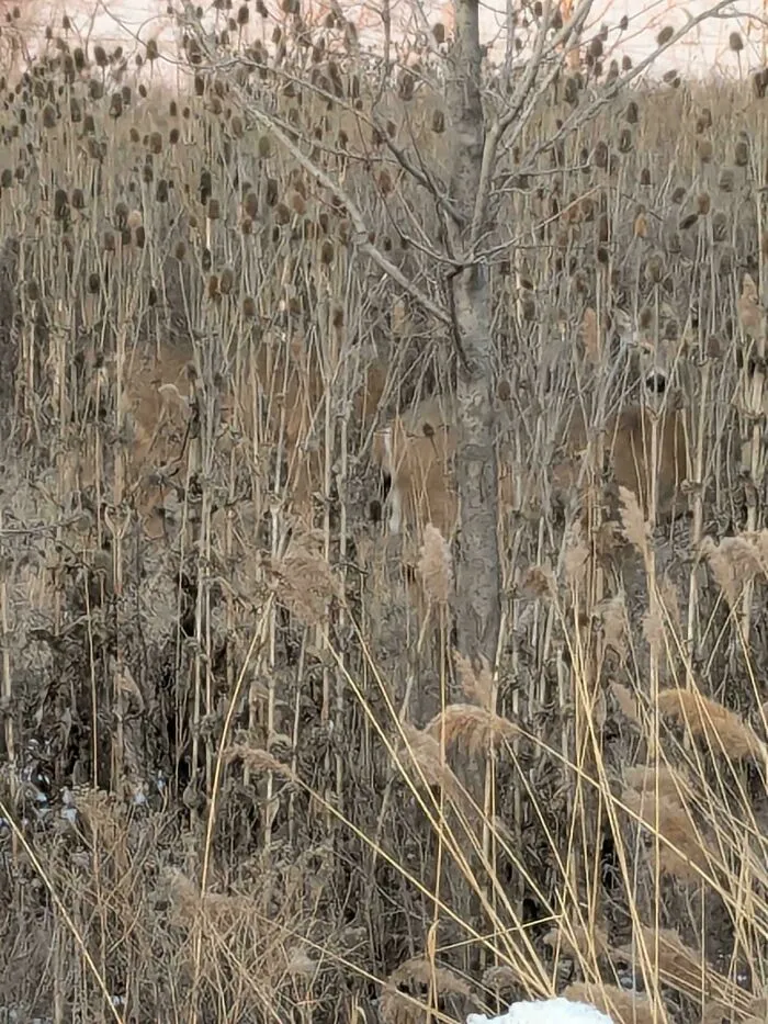 Two deer perfectly camouflaged among dry plants and tree trunks in a natural outdoor setting.