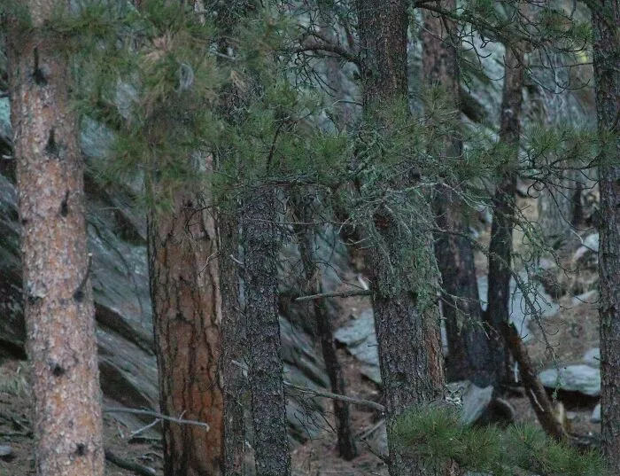 Owl perfectly camouflaged among pine trees and rocks in a dense forest, blending with the natural surroundings.