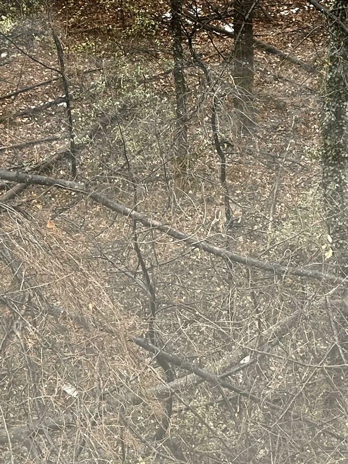 Forest scene with perfectly camouflaged animal blending into branches and dry leaves, a true camouflaged thing to find.