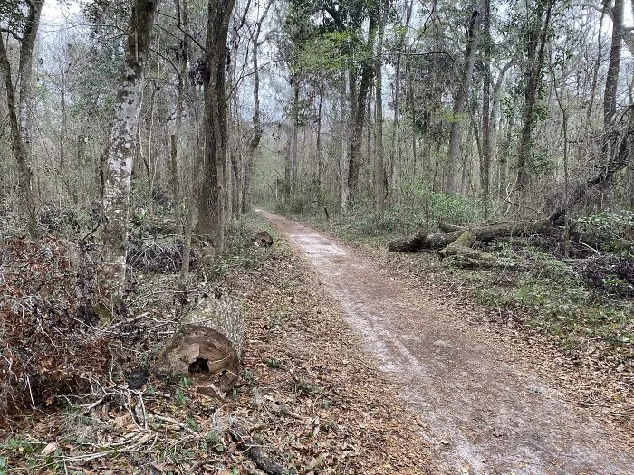 Forest trail with camouflaged animal blending into fallen leaves and tree trunks, perfect for a when you see it challenge.