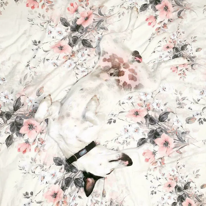 Find The Dog (Easy)
