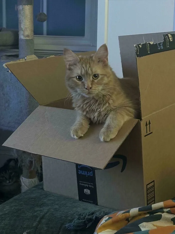 Cat perfectly camouflaged inside a cardboard box, blending with surroundings in a challenging find camouflaged things image.