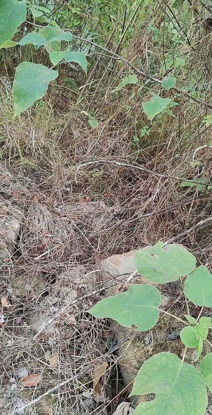 Camouflaged animal hidden among dry twigs and green leaves blending perfectly with natural surroundings.