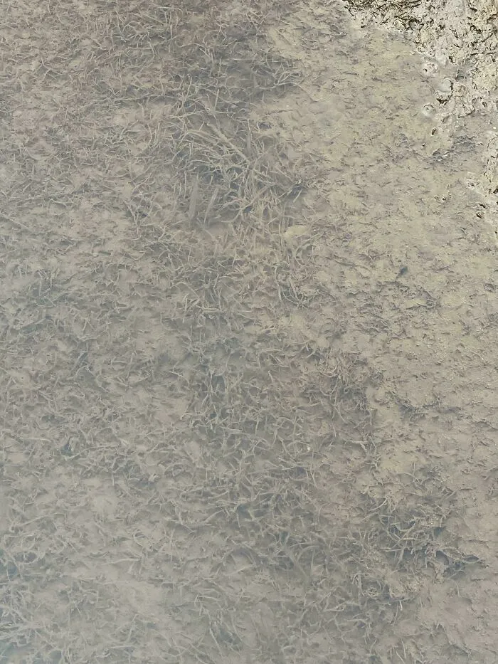 Underwater view of perfectly camouflaged creature blending with muddy riverbed covered in tangled roots and debris.