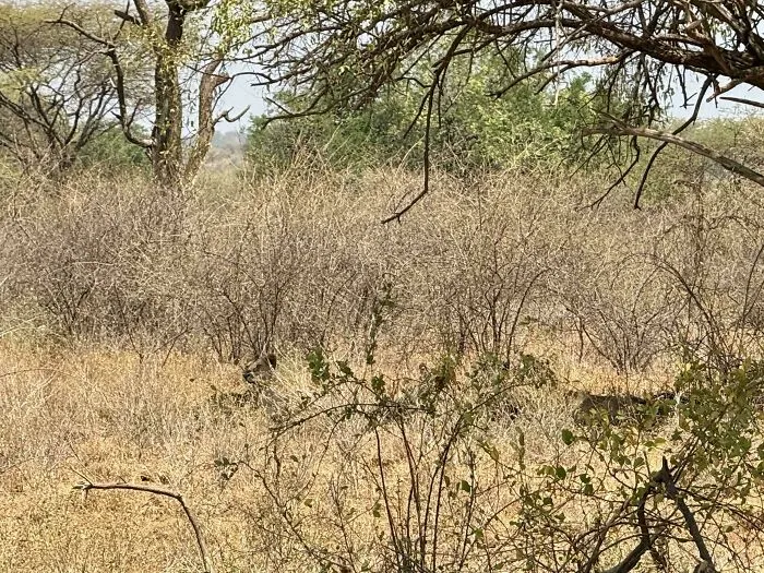 Find The Lion!