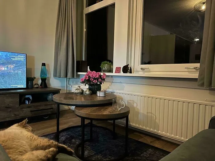 Cozy living room with perfectly camouflaged cat blending into the sofa near coffee tables and window at night.