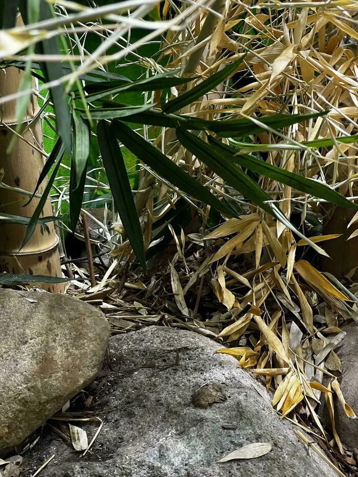 A perfectly camouflaged insect blending into rocks and dry leaves in a natural environment with green foliage.