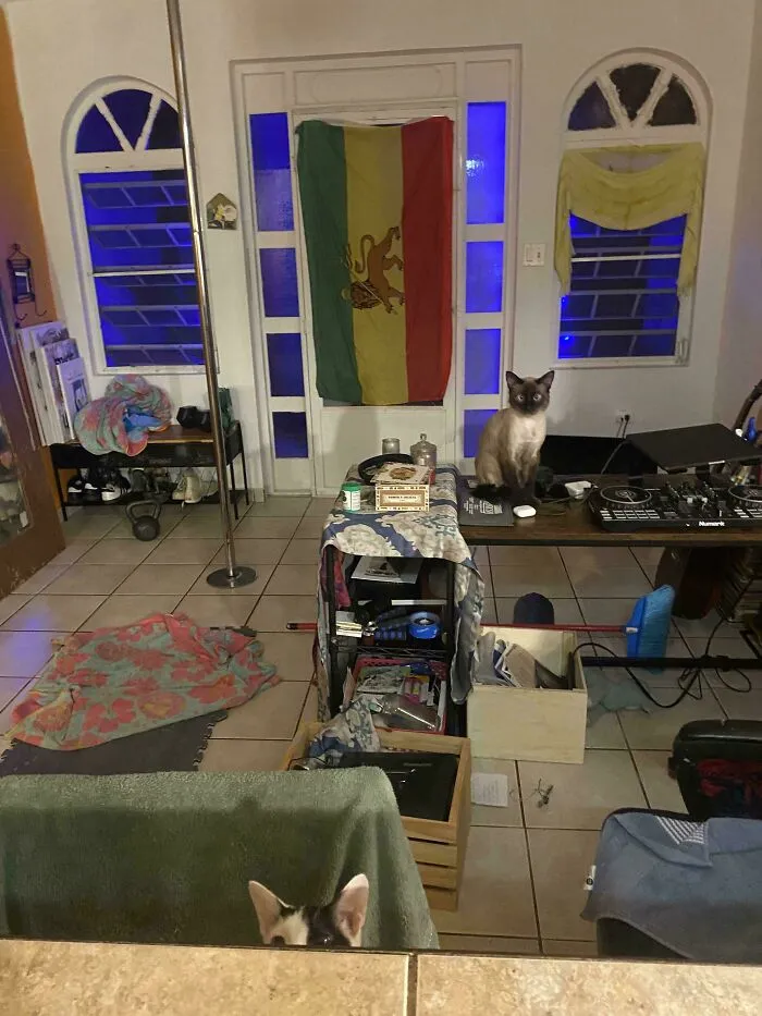 Indoor room with camouflaged cats blending into the surroundings, showcasing perfectly camouflaged things to find.