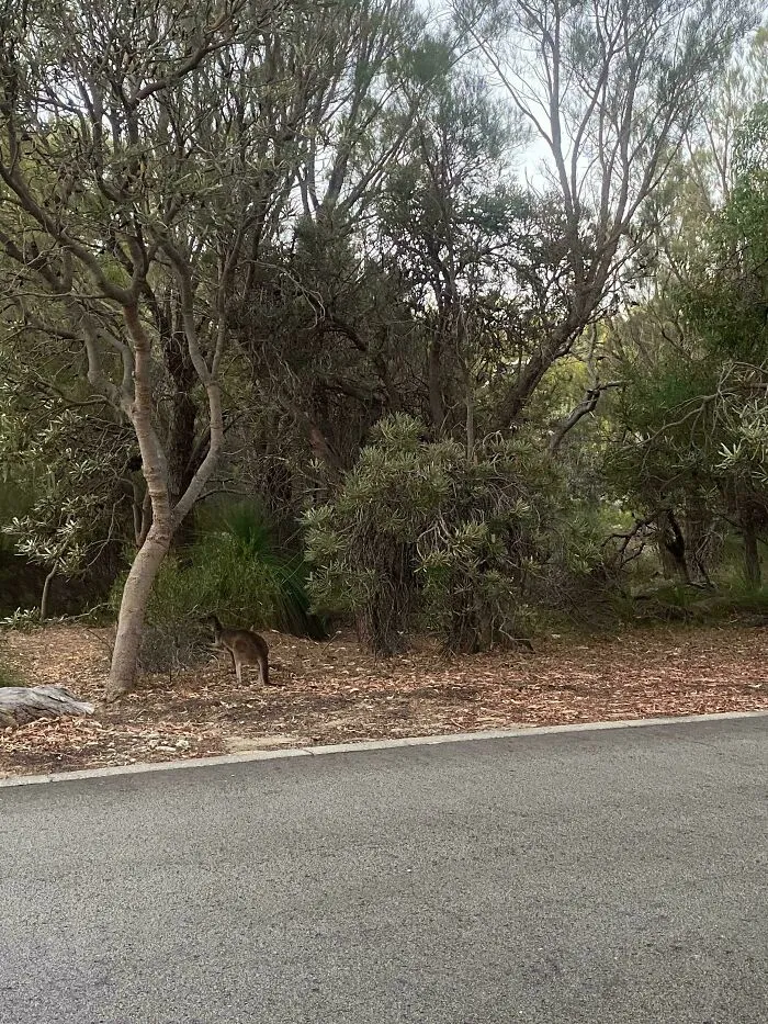 Kangaroo blending into woodland surroundings near a road, showcasing perfect camouflage in natural environment.
