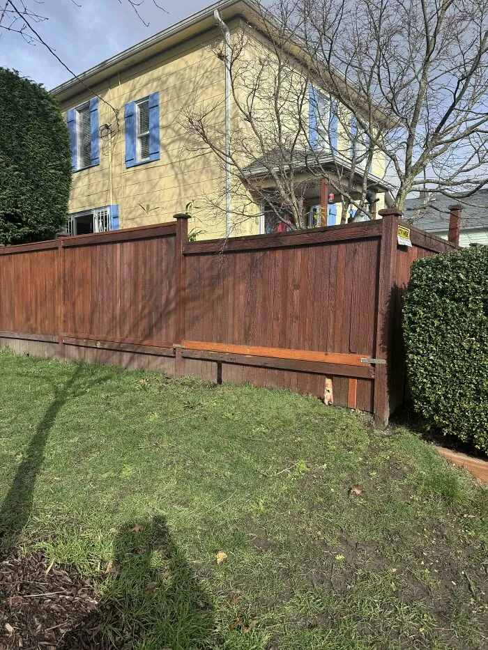A perfectly camouflaged dog blending into a wooden fence in a backyard with a yellow house and green lawn.