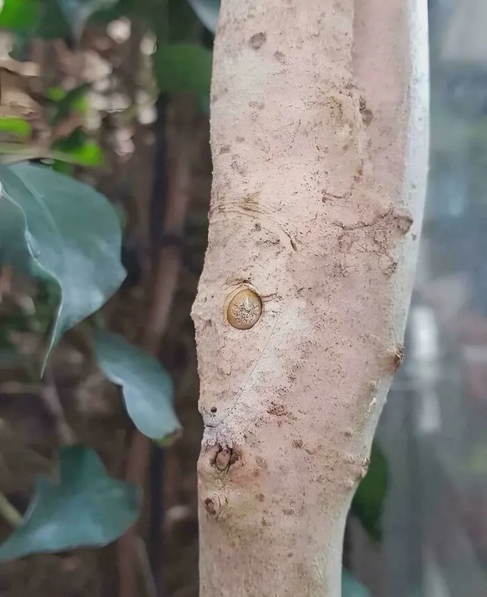 Tree with perfectly camouflaged insect blending into the bark, demonstrating natural camouflage and hidden details to find.