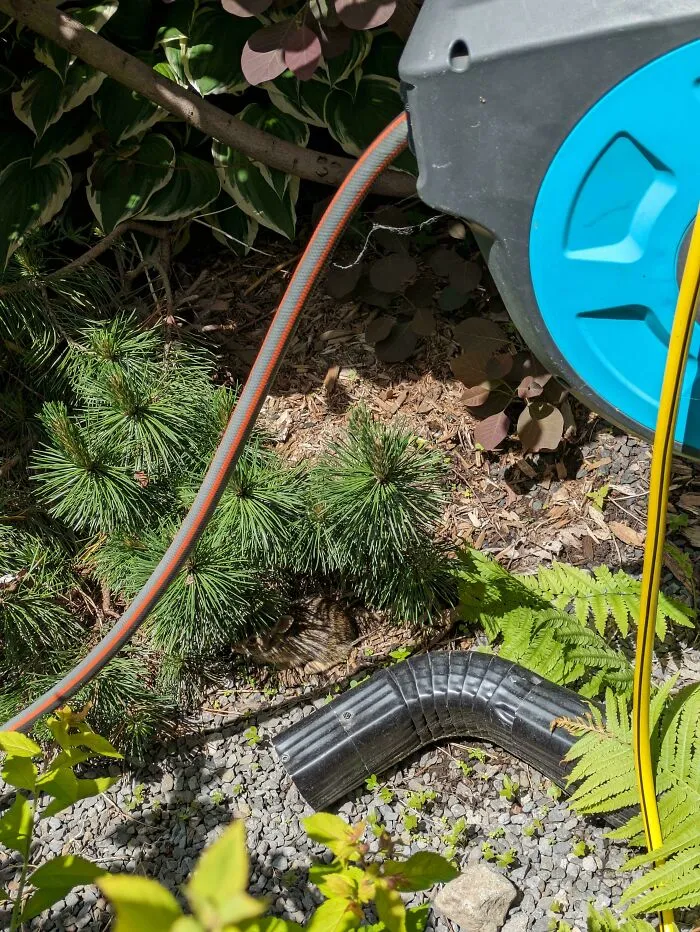 A perfectly camouflaged animal hidden among plants, garden hose, and gravel blending into its surroundings.
