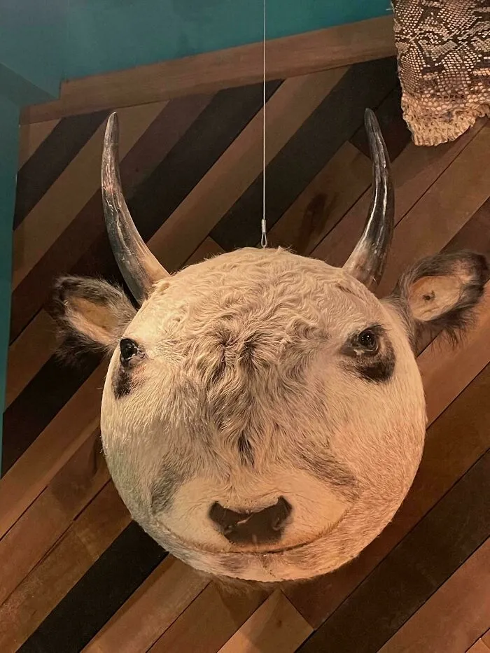 Weird and confusing image of a round bull head with realistic features hanging against a wooden wall background.