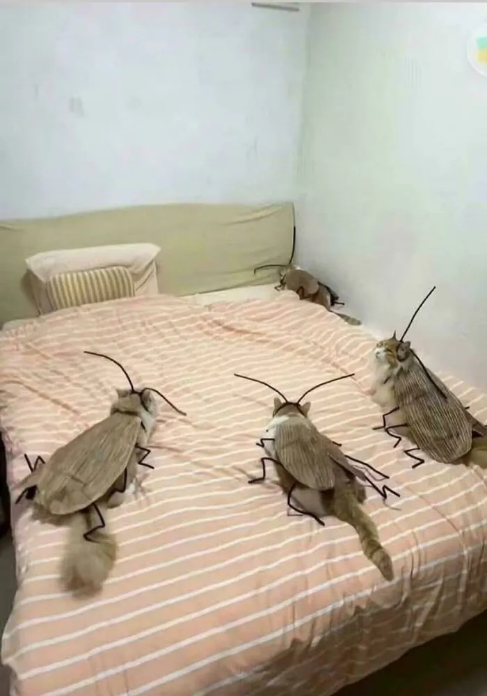 Cats edited to look like giant cockroaches on a bed in a weird and confusing cursed image.