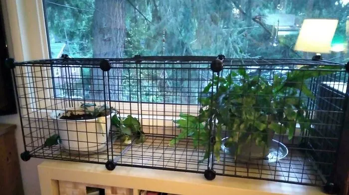 My Cats Were Destroying My Plants, So I Fixed It
