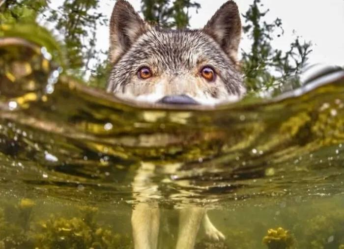 There Is A Group Of Wolves In British Columbia Known As "Sea Wolves"