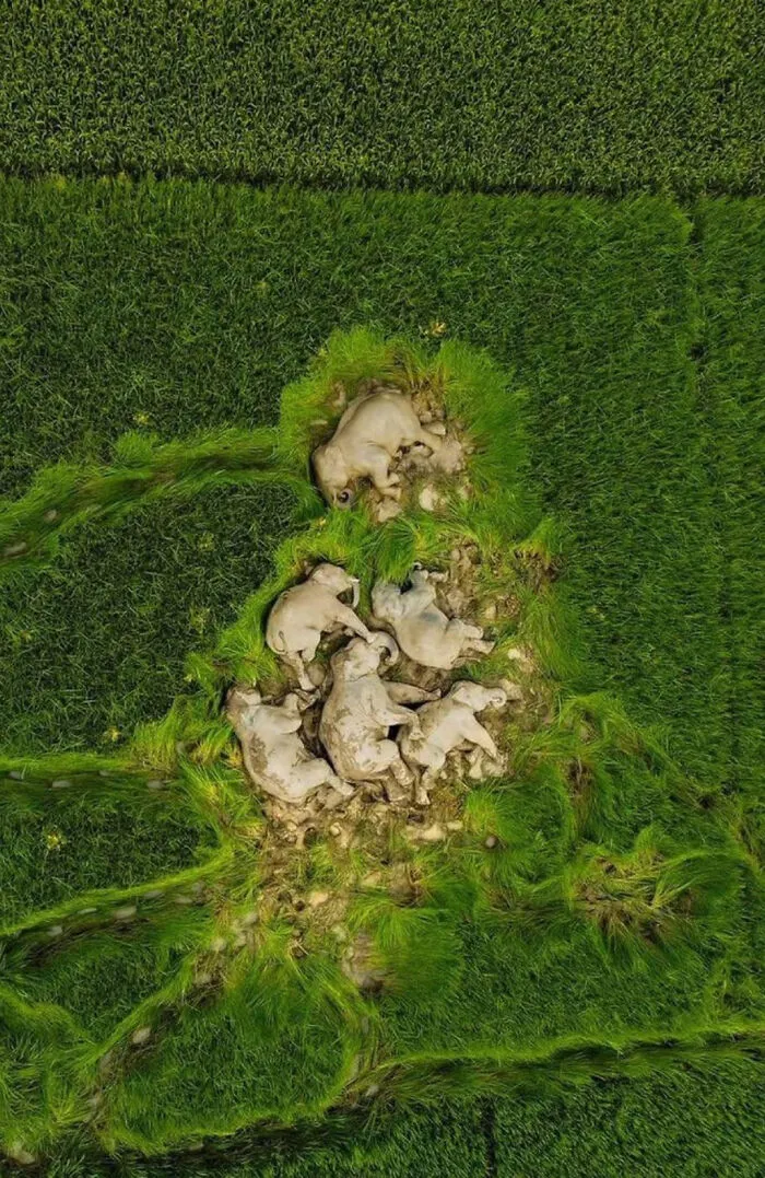 A Family Of Sleeping Elephant!
