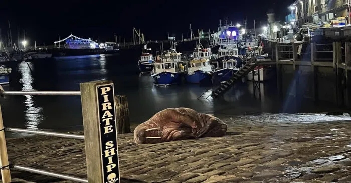 In Scarborough, A Seaside Town In England, Local Authorities Cancelled Their New Year's Eve Fireworks After An Arctic Walrus, Later Nicknamed Thor, Was Spotted Resting Peacefully In Scarborough Harbour