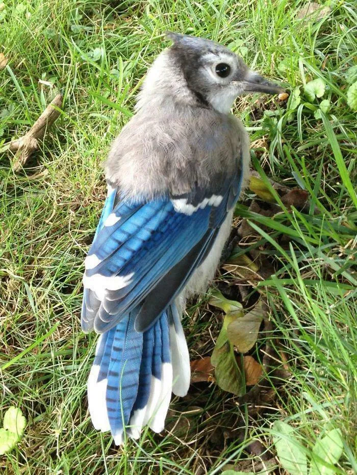 This Adolescent Blue Jay Halfway Through Puberty