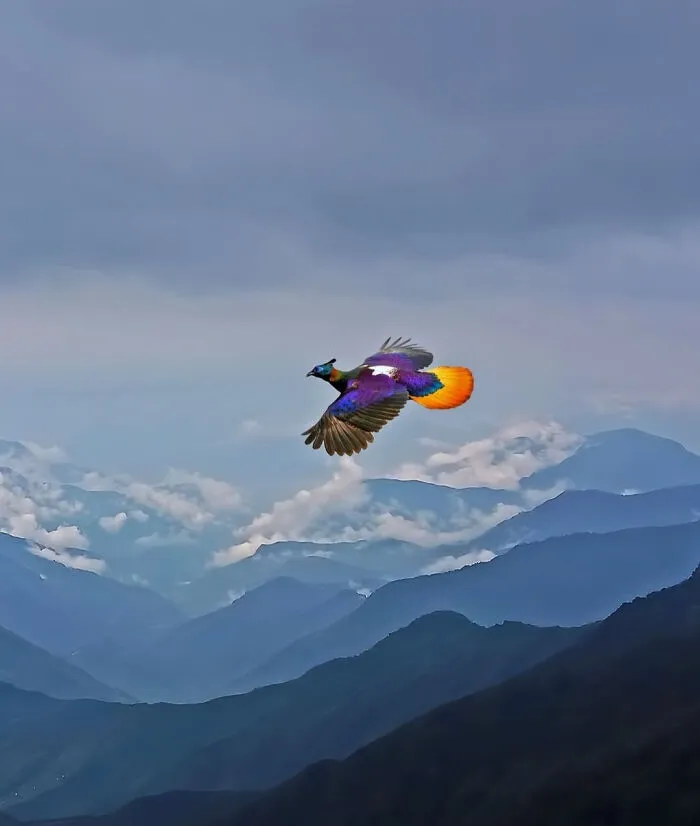 A Photographer Captured This Himalayan Monal Mid-Flight Over The Mountains Of Bhutan