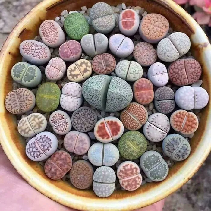 Lithops, South African Plants That Have Evolved To Look Like Stones