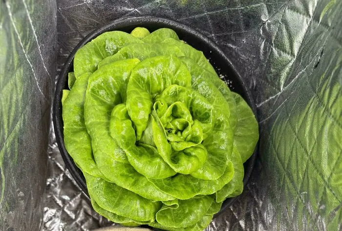 La lechuga mantecosa se regenera cada 1-2 semanas, así que puedes cultivar una pequeña planta y tener ensalada gratis.