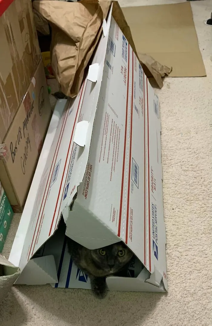 You Can Join Three Used USPS Mailing Tubes And Make A Free Cat Tunnel