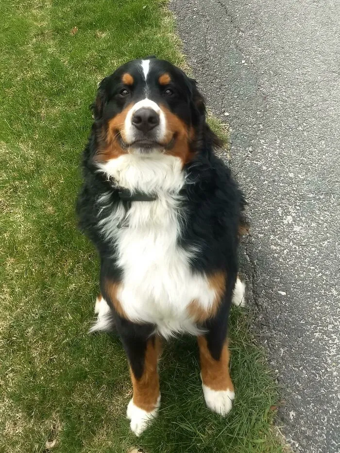 I'm A FedEx Driver And Always See Dogs. This Guy Is Always Happy To See Me