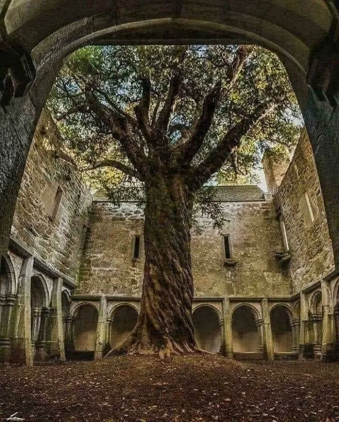 Un tejo de 400 años de antigüedad en la abadía de Muckross, Irlanda.
