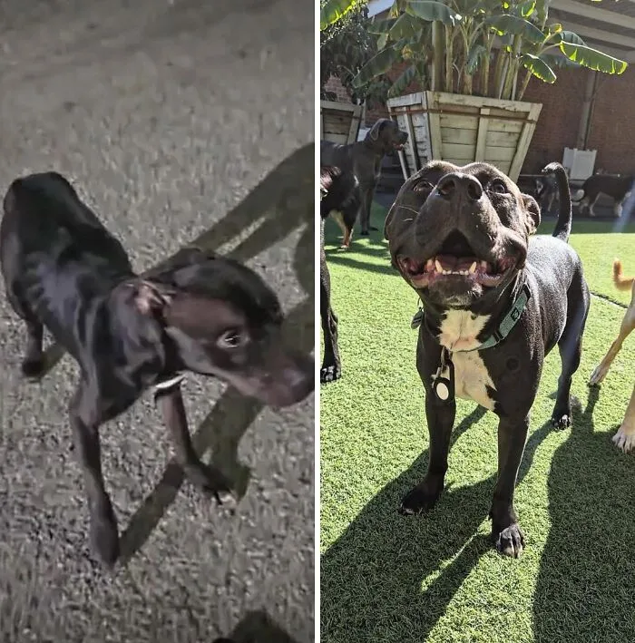 32 Fotos de perros adoptados antes y después de encontrar un hogar definitivo
