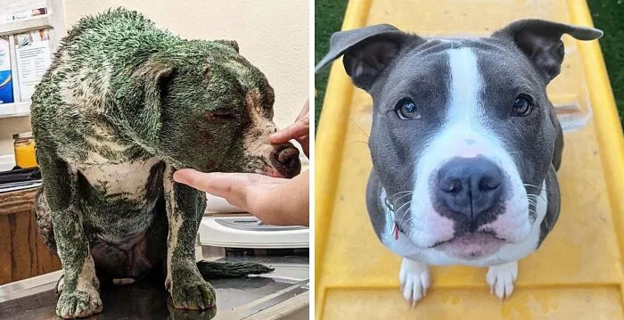 32 Fotos de perros adoptados antes y después de encontrar un hogar definitivo