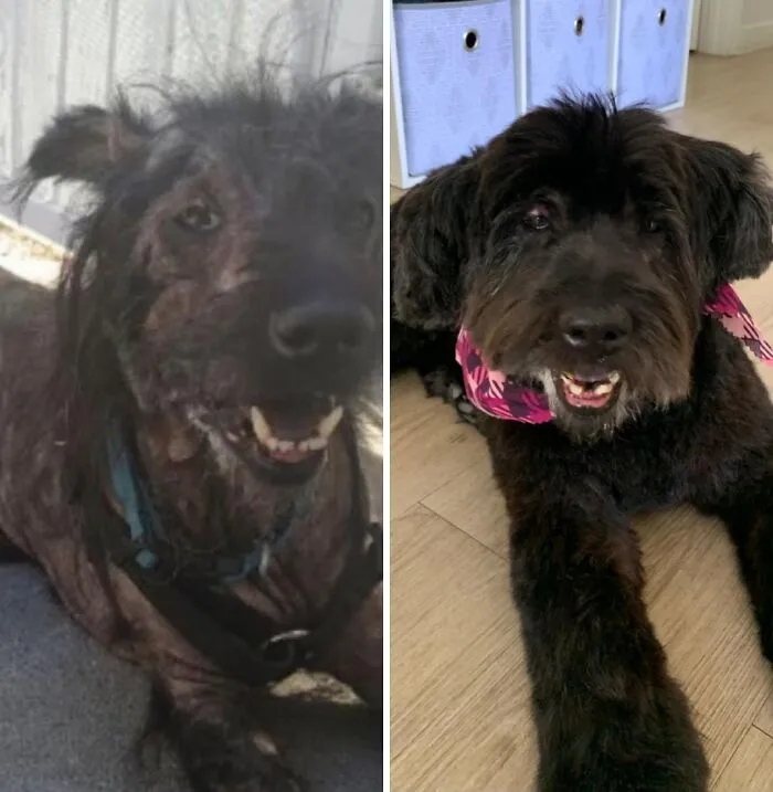 32 Fotos de perros adoptados antes y después de encontrar un hogar definitivo