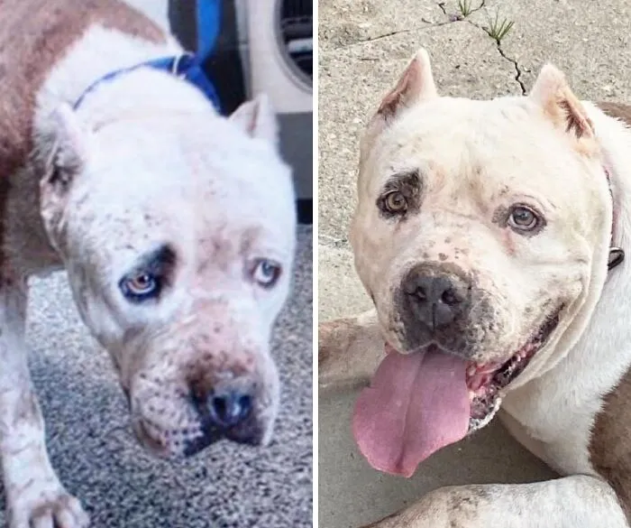 32 Fotos de perros adoptados antes y después de encontrar un hogar definitivo