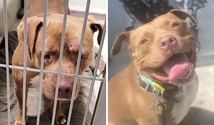 32 Fotos de perros adoptados antes y después de encontrar un hogar definitivo