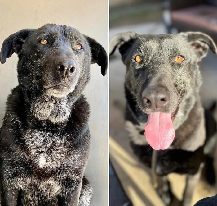 32 Fotos de perros adoptados antes y después de encontrar un hogar definitivo