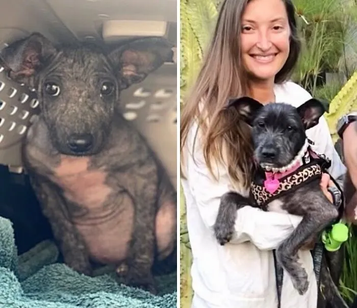 32 Fotos de perros adoptados antes y después de encontrar un hogar definitivo