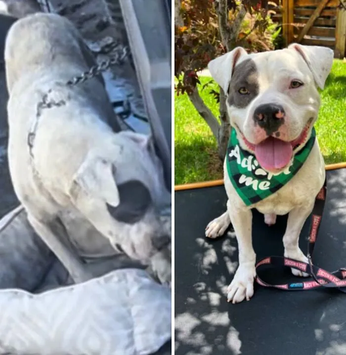 32 Fotos de perros adoptados antes y después de encontrar un hogar definitivo