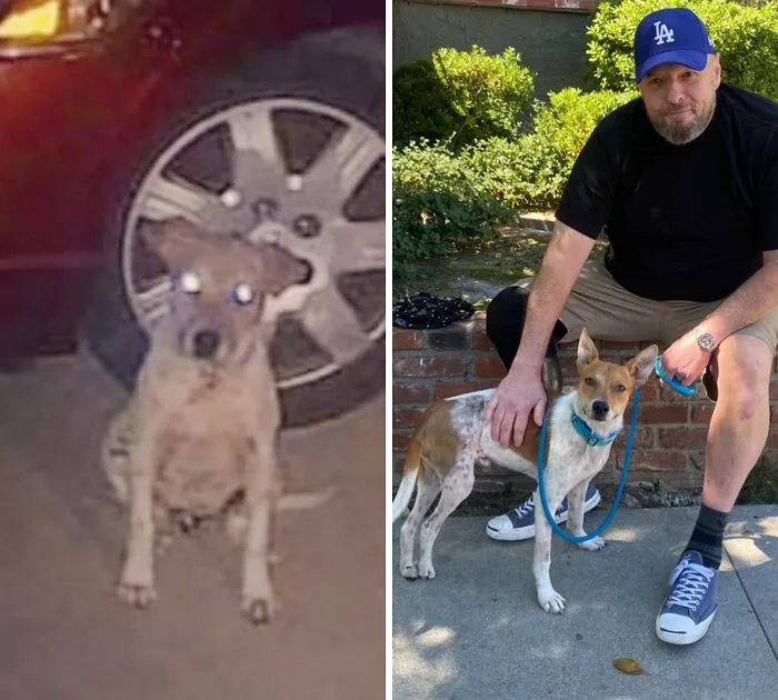32 Fotos de perros adoptados antes y después de encontrar un hogar definitivo
