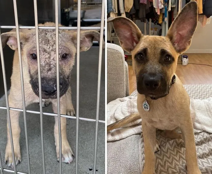 32 Fotos de perros adoptados antes y después de encontrar un hogar definitivo