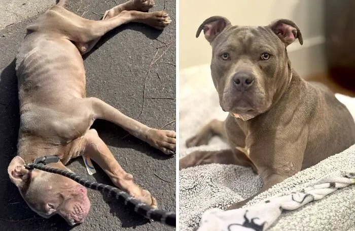 32 Fotos de perros adoptados antes y después de encontrar un hogar definitivo