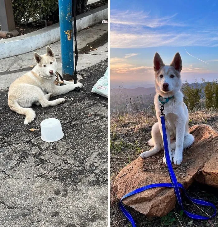 32 Fotos de perros adoptados antes y después de encontrar un hogar definitivo