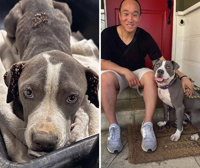 32 Fotos de perros adoptados antes y después de encontrar un hogar definitivo