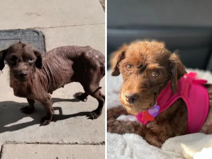 32 Fotos de perros adoptados antes y después de encontrar un hogar definitivo