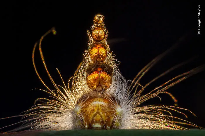“Mad Hatterpillar” By Georgina Steytler