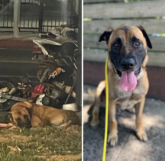 From Surviving To Living: 32 Before & After Pics Of Rescue Dogs Who Found Their Forever Homes