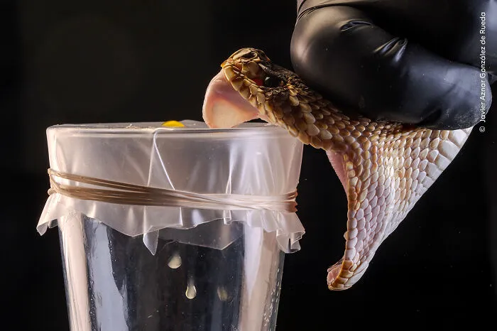 “From Venom To Medicine” By Javier Aznar González De Rueda